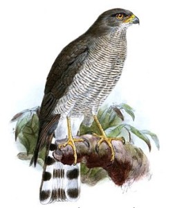 epervier1