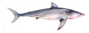 epervier3